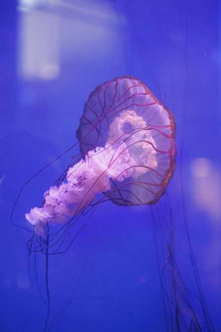 Majestic Jellyfish in Blue Waters