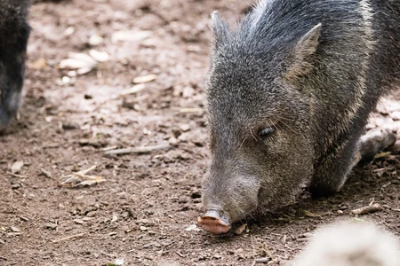 Wild Boar in Natural Habitat