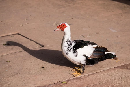 Muscovy Duck on Pavement