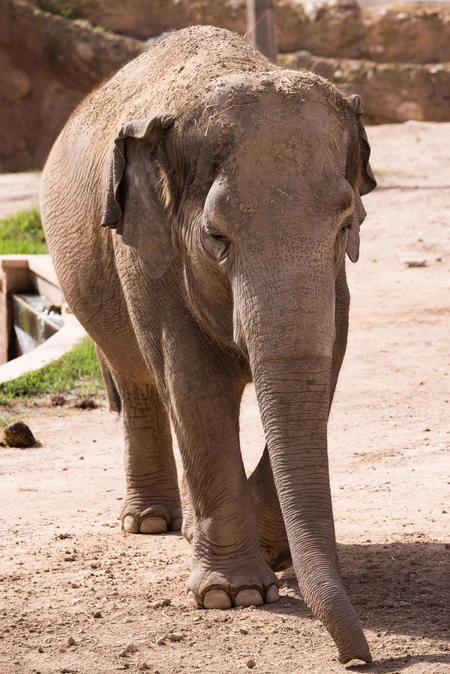 Elephant in Natural Habitat