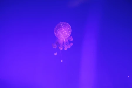 Jellyfish in Blue