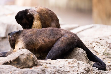 Monkeys on Rocks