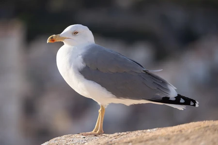Seagull on a Rock