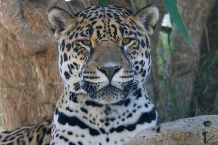 Majestic Jaguar Portrait