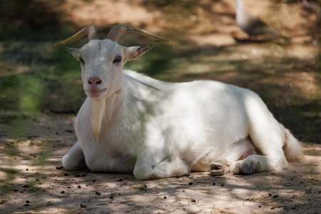 Resting Goat in Shade