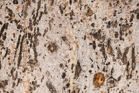 Detailed Tree Bark Texture