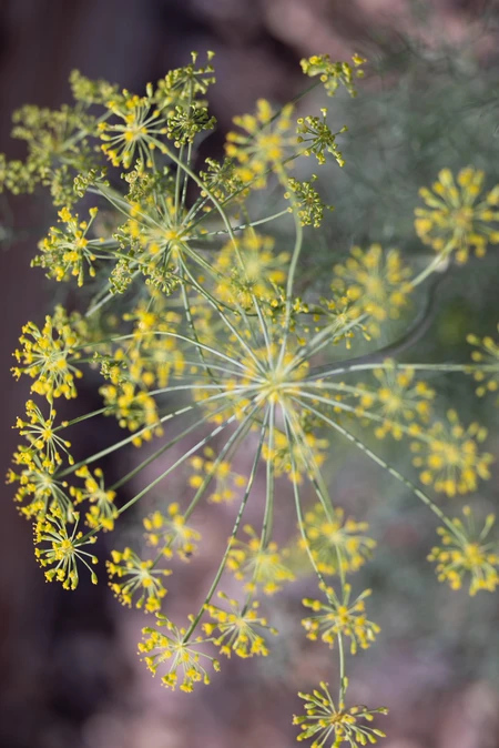 Close-up of Dill Flower