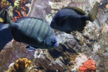 Aquatic Harmony