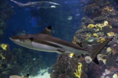 Shark in Aquarium