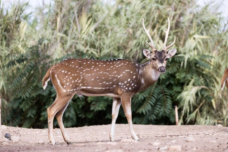 Graceful Deer in Natural Habitat