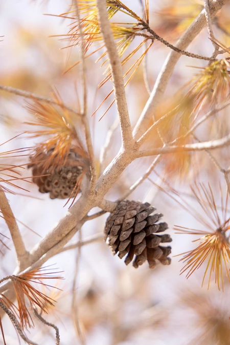 Pine Cones on Branches