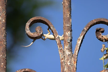 Lizard on a Rusty Fence