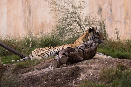 Resting Tiger in Natural Habitat