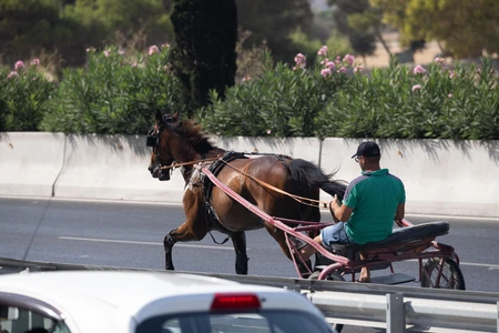 Horse Cart on City Street
