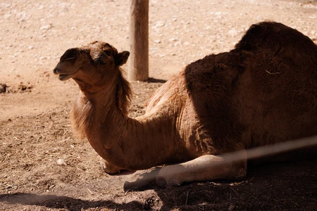Resting Camel in a Desert