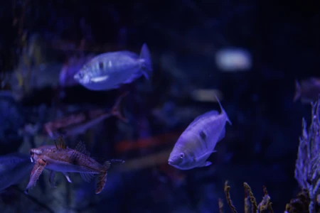 Underwater Serenity