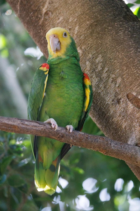 Colorful Parrot on a Branch
