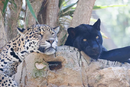 Resting Jaguars