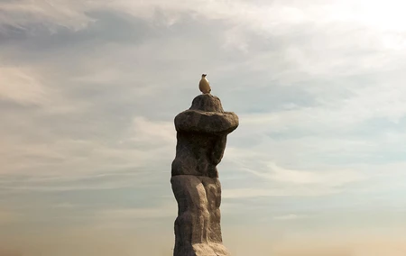 Seagull on Monument