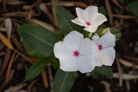 White Flowers in Bloom