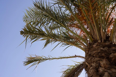 Palm Tree Against Blue Sky