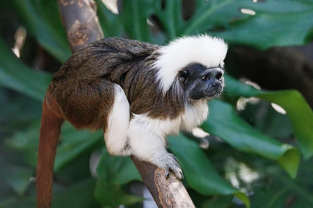 Cotton-Top Tamarin on Branch