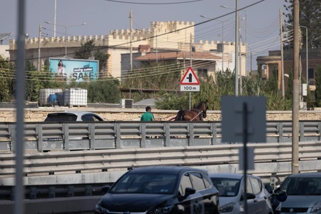 Urban Horse Walk