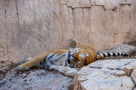 Resting Tiger