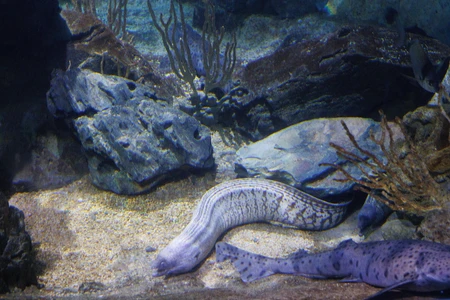 Aquarium Scenery with Eels