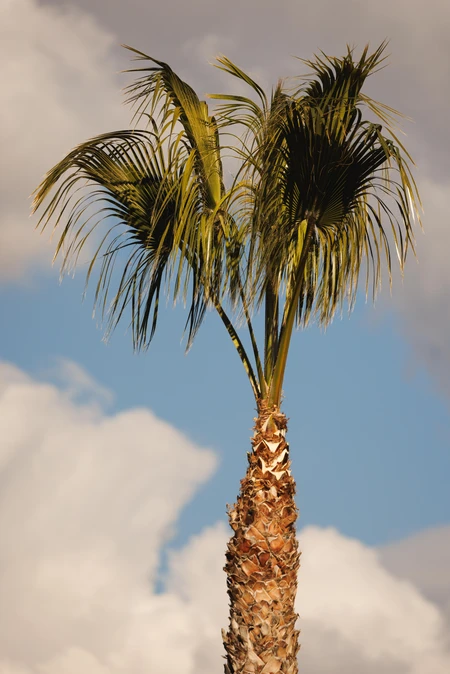 Palm Tree Against Blue Sky