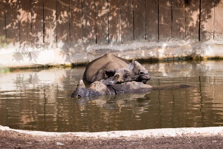 Rhinos Relaxing in Water
