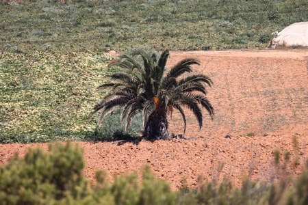 Lonely Palm in the Field