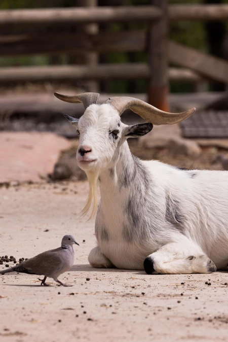 Goat and Dove Resting Together