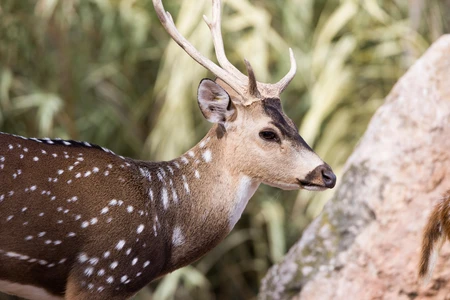 Graceful Deer in Natural Habitat