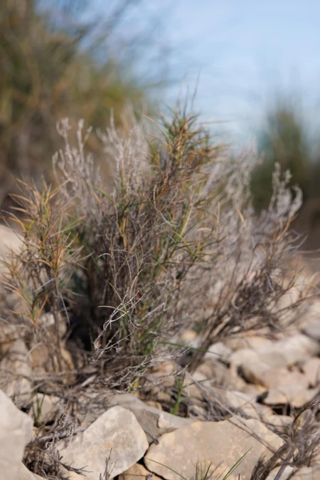Desert Foliage and Stones