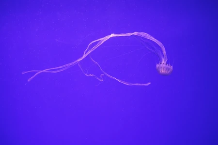 Graceful Jellyfish