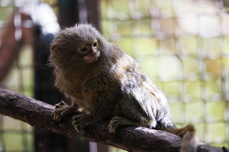 Pygmy Marmoset on a Branch