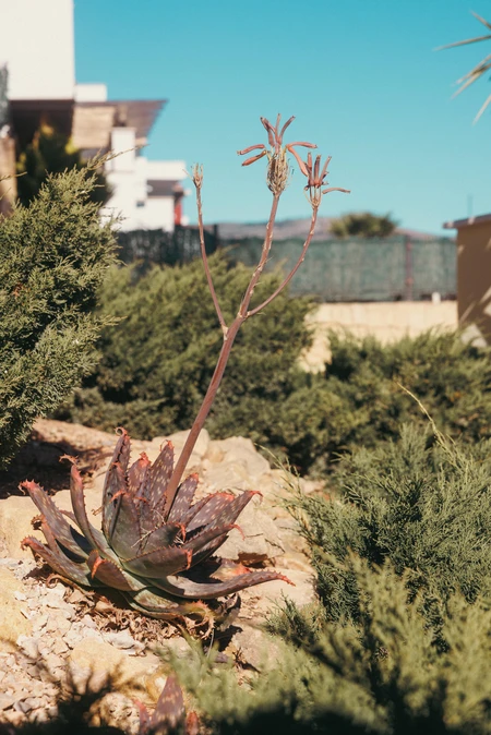 Succulent in Sunlit Garden