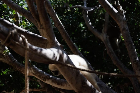 Lemur in Natural Habitat