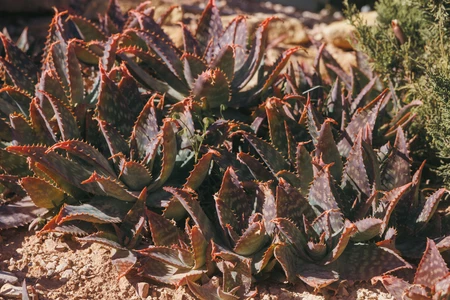 Desert Succulents
