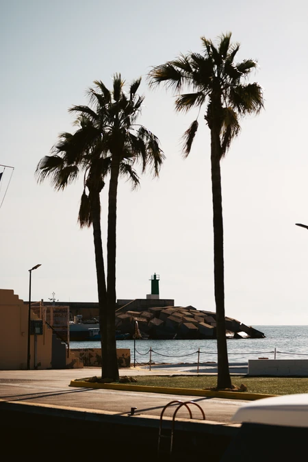 Coastal Palm Trees