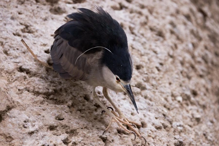 Bird on Rocky Surface