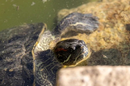 Turtle in a Pond