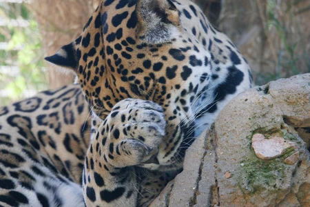 Resting Leopard