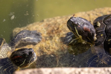 Turtles in Water