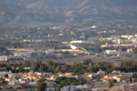 Flying Bird Over Cityscape