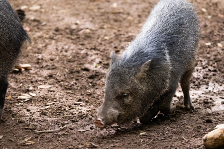 Peccary in Natural Habitat
