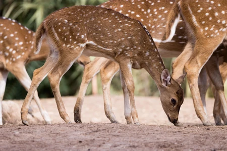 Grazing Deer Herd