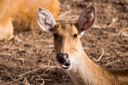 Alert Deer on Dry Ground
