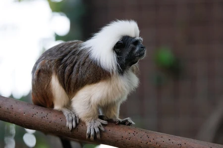 Cotton-top Tamarin